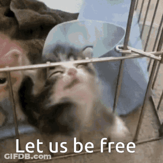 Kitten In Cage Saying Let Us Be Free GIF