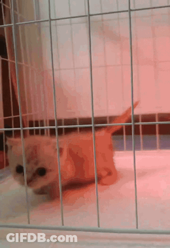 Kitten In Cage With Red Light GIF