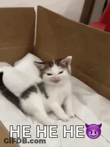 Kitten In Cardboard Box Saying He He He GIF