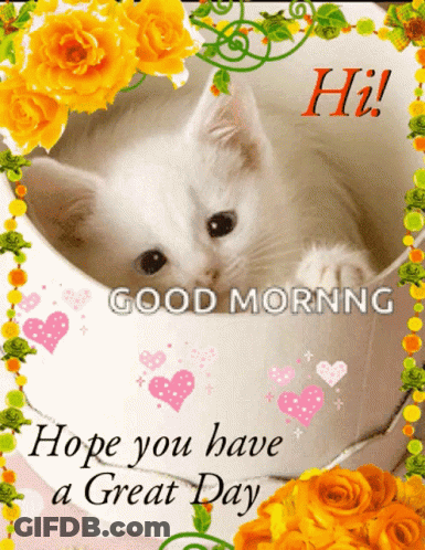 Kitten In Cup Good Morning Hope You Have A Great Day GIF