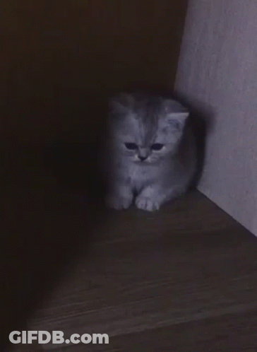 Kitten In Dark Corner GIF