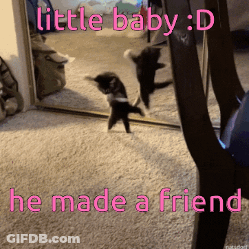 Kitten In Front Of Mirror Says Little Baby D He Made A Friend GIF