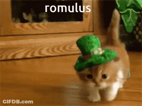 Kitten In Green Hat Romulus GIF