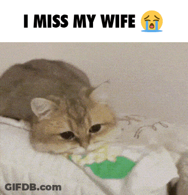 Kitten In Hand Saying Me When No Bablo GIF