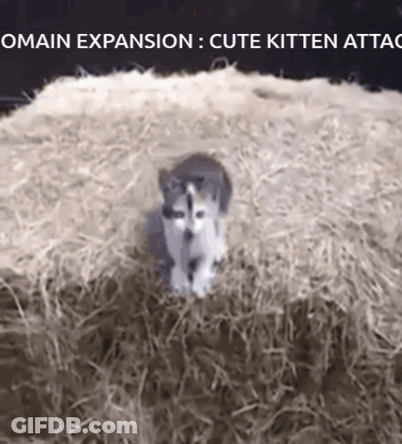 Kitten In Hay Omain Expansion Cute Kitten Attack GIF