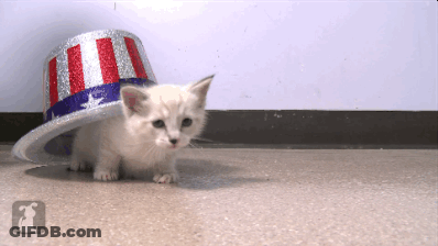 Kitten In Patriotic Hat With Letter I GIF