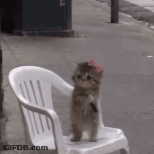 Kitten In Pink Bow Sitting On Chair GIF
