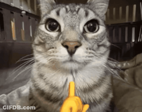Kitten In Red Circle Taquinho GIF