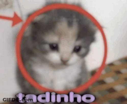 Kitten In Red Circle Taquinho GIF