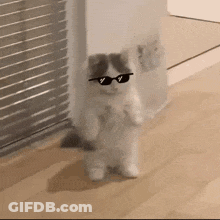 Kitten In Sunglasses Standing On Hind Legs GIF