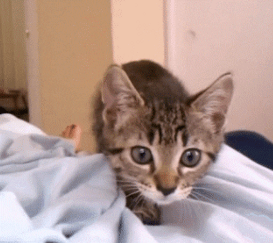 Kitten Jumping Off The Bed GIF