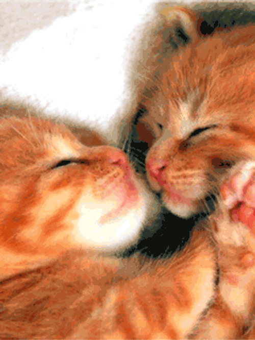 Kitten Kiss You Faces GIF