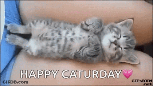 Kitten Laying Back On Lap Happy Saturday GIF