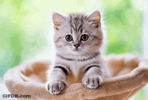 Kitten Laying In Basket Looking At Camera Green Background GIF
