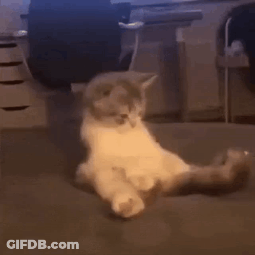 Kitten Laying On Back On Couch GIF