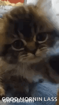 Kitten Laying On Bed Good Morning Lass GIF