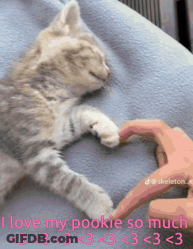 Kitten Laying On Bed Making Heart Shape GIF