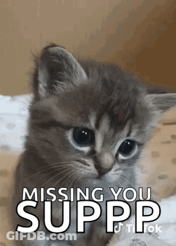 Kitten Laying On Bed Missing You Suppp GIF
