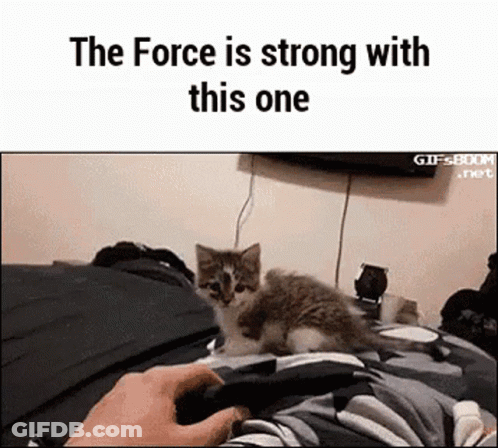 Kitten Laying On Bed Next To Person Holding Controller GIF
