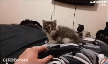 Kitten Laying On Bed Next To Person Holding Remote GIF