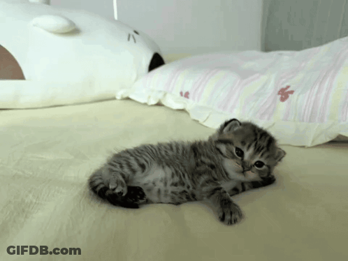 Kitten Laying On Bed Next To Pillow GIF