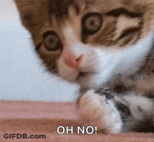 Kitten Laying On Bed Saying Oh No GIF