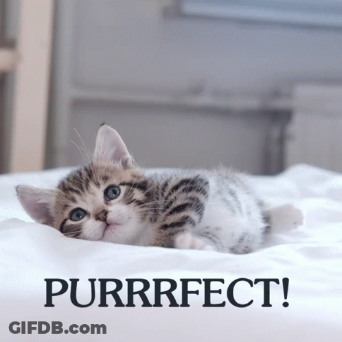 Kitten Laying On Bed Saying Purrfect GIF