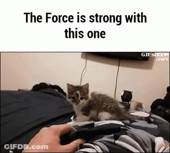 Kitten Laying On Bed While Person Holds Controller GIF