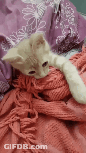 Kitten Laying On Bed With Pink Blanket GIF