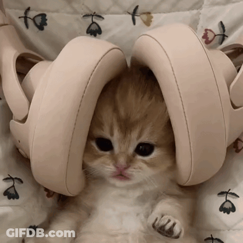 Kitten Laying On Bed With Shoes On Head GIF