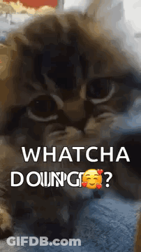 Kitten Laying On Blanket Looking At Camera Saying Whatcha Doing GIF