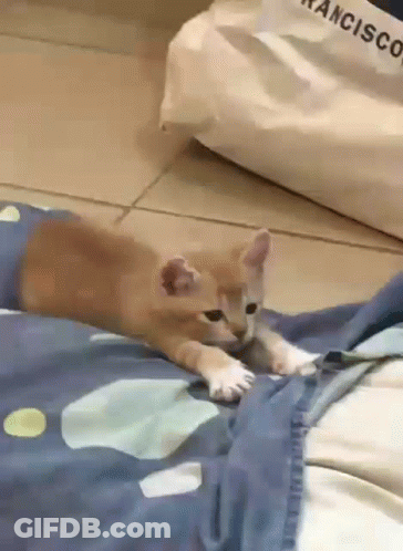 Kitten Laying On Blue Blanket GIF