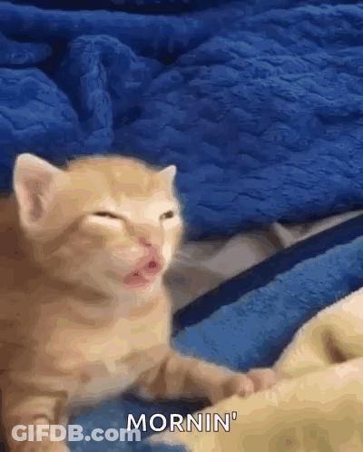 Kitten Laying On Blue Blanket Saying Mornin GIF