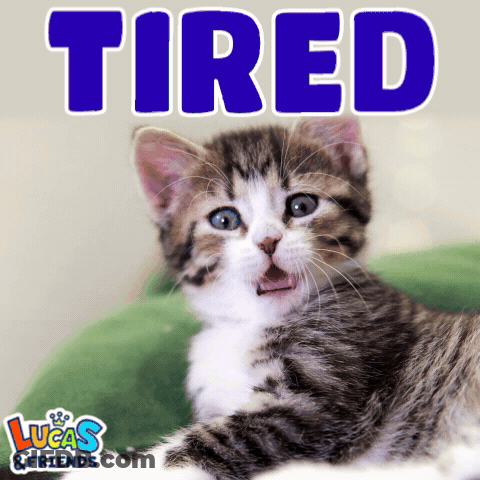 Kitten Laying On Green Blanket Saying Tired GIF