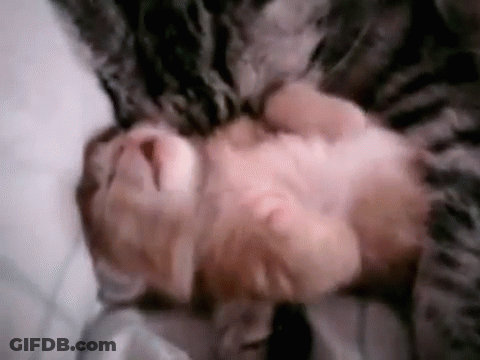 Kitten Laying On Its Back On Bed GIF