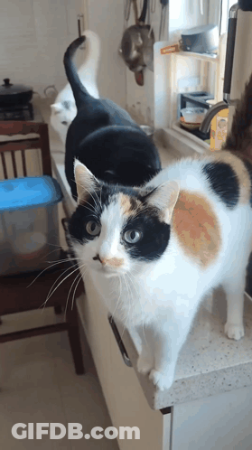 Kitten Laying On Lap Looking At Camera GIF