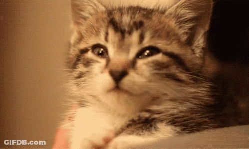 Kitten Laying On Lap Looking Up GIF