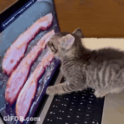 Kitten Laying On Laptop With Bacon On Screen GIF
