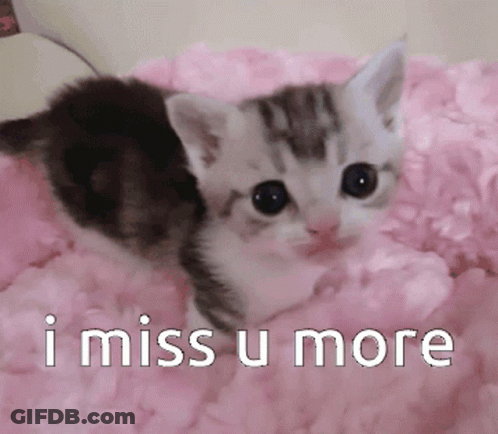 Kitten Laying On Pink Blanket Saying I Miss U More GIF