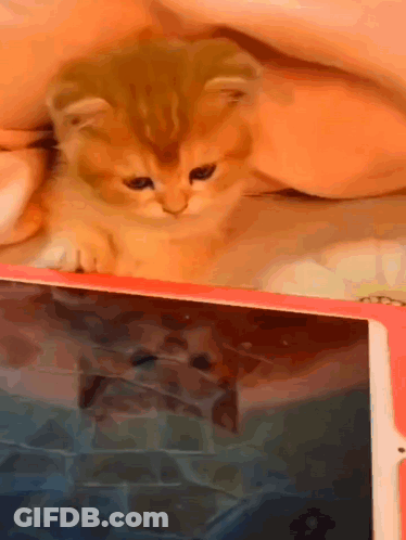 Kitten Laying On Tablet GIF