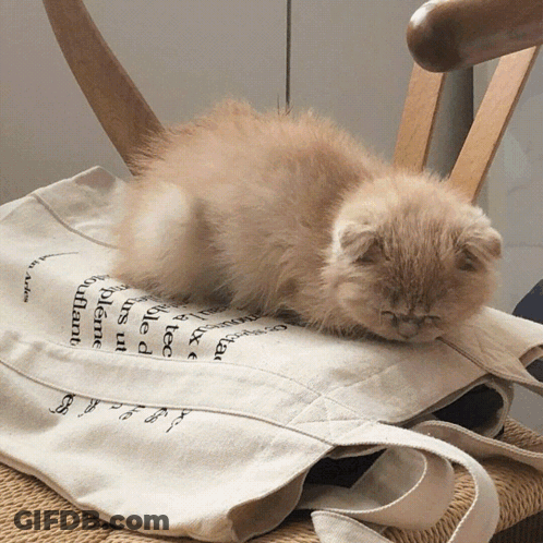 Kitten Laying On Tote Bag Saying A Tee GIF