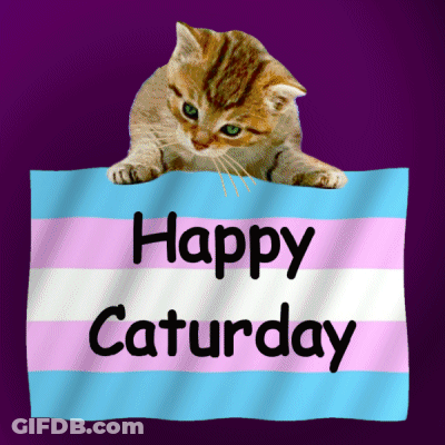 Kitten Laying On Transgender Flag Saying Happy Saturday GIF