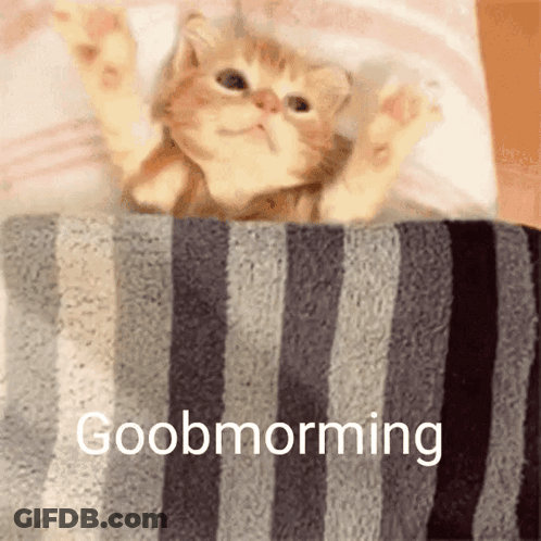 Kitten Laying Under Striped Blanket Good Morning GIF