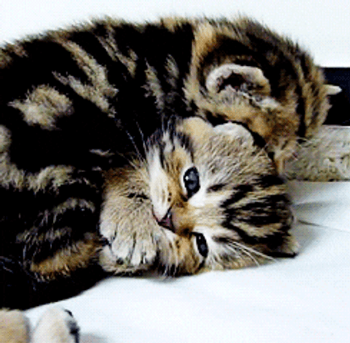Kitten Licking And Cuddling GIF