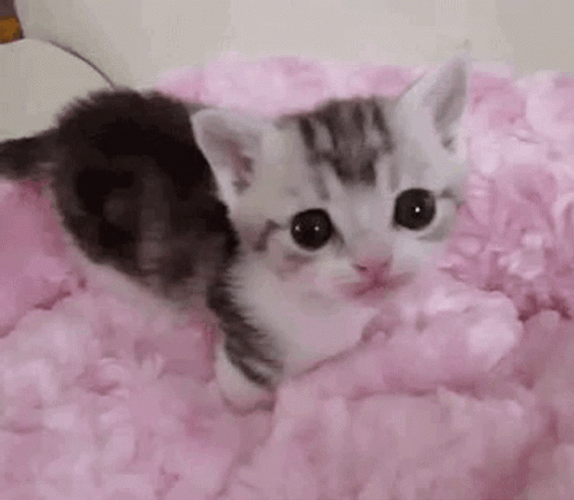 Kitten Licking Sheets GIF