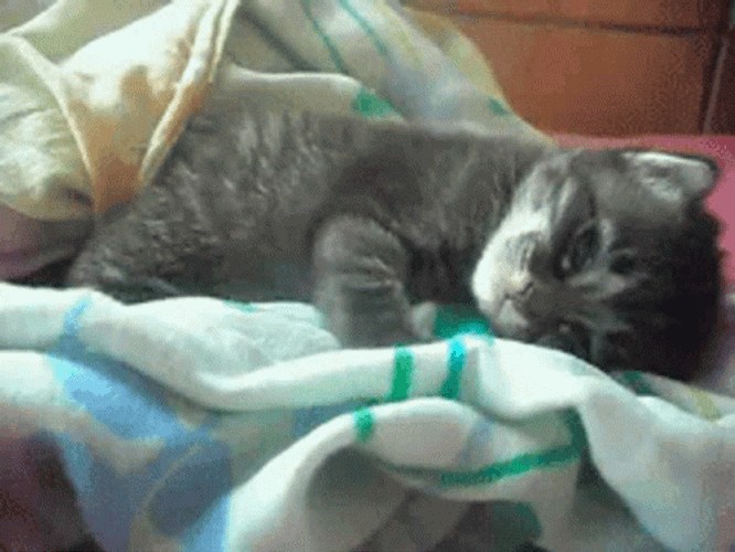 Kitten Liking Before Nap Time GIF