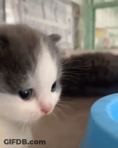 Kitten Looking At Blue Bowl GIF