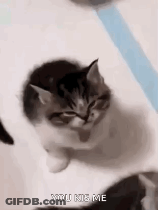 Kitten Looking At Camera, Another Watching GIF