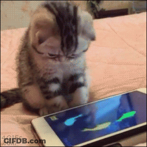 Kitten Looking At Cell Phone With Fish On Screen GIF