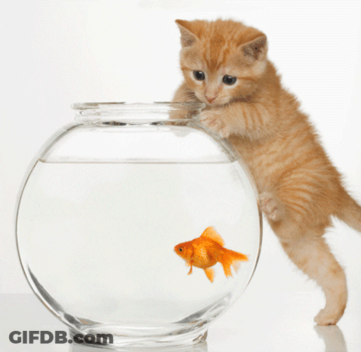 Kitten Looking At Jumping Goldfish GIF